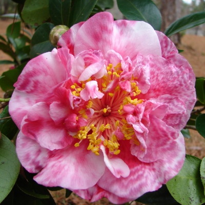 Virginia Parrish Variegated